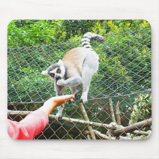 Het voeden van een ringstaartlemur muismat (Voorkant)