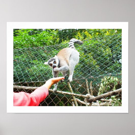 Het voeden van een ringstaartlemur poster (Voorkant)