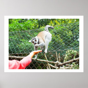 Het voeden van een ringstaartlemur poster