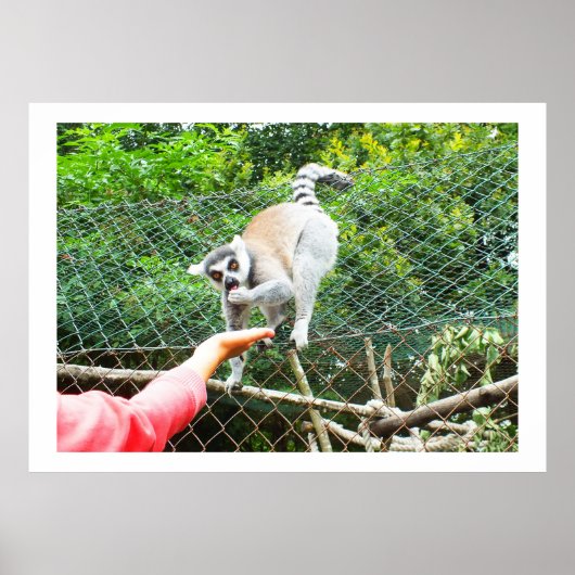 Het voeden van een ringstaartlemur poster (Voorkant)