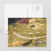 Het voeden van onderwater forel in de Smoky Mounta Briefkaart (Voorkant / Achterkant)