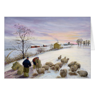 Het voederen van schapen in de winter