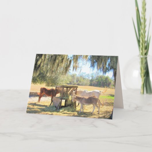 Het voederstation - Paarden en Wenskaart van Donke Kaart (Voorkant)