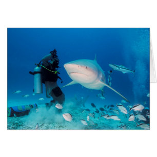 Het voer van de stier