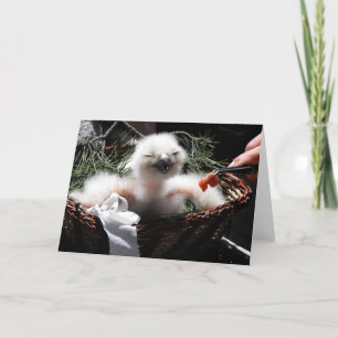 Het voeren van een Eagle Owl chick Feestdagen Kaart