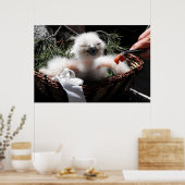 Het voeren van een Eagle Owl chick Poster (Keuken)