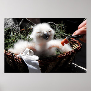 Het voeren van een Eagle Owl chick Poster