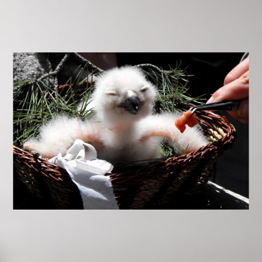 Het voeren van een Eagle Owl chick Poster (Voorkant)