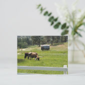 Het voeren van Longhorns op een Ranch Briefkaart (Staand voorkant)