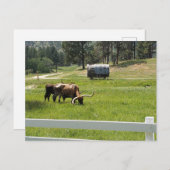 Het voeren van Longhorns op een Ranch Briefkaart (Voorkant / Achterkant)