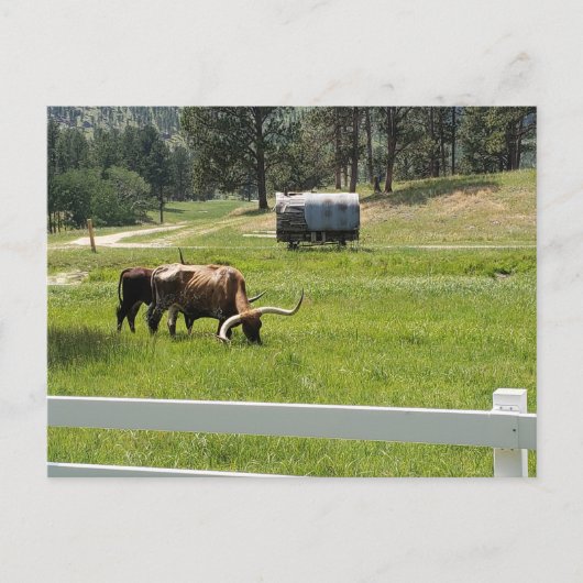 Het voeren van Longhorns op een Ranch Briefkaart (Voorkant)
