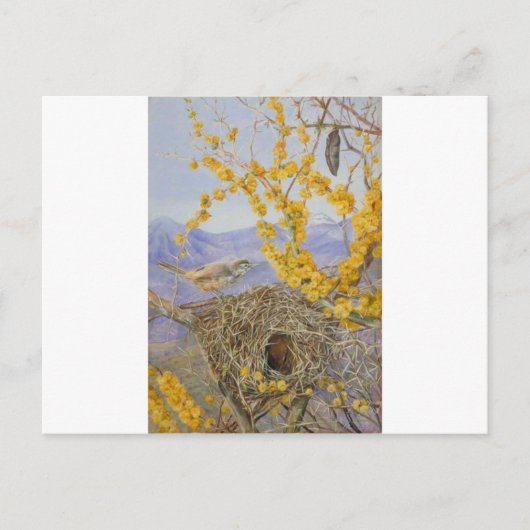 Het vogelnest in de Acacia-Struik, Chili door Mari Briefkaart (Voorkant)