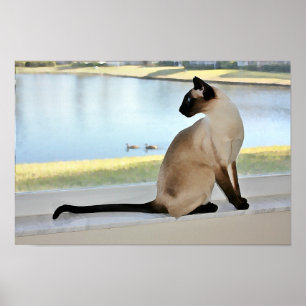 Het vreedzame Siamese Schilderen van de Kat Poster