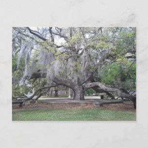 Het vriendschap Oak 2 Briefkaart