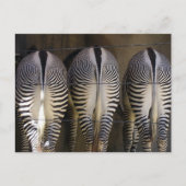 Het vrolijke trio, zebra briefkaart (Voorkant)