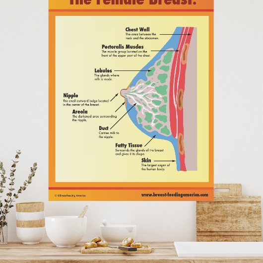 Het Vrouw Breast Poster (Keuken)