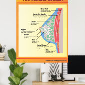 Het Vrouw Breast Poster (Thuiskantoor)