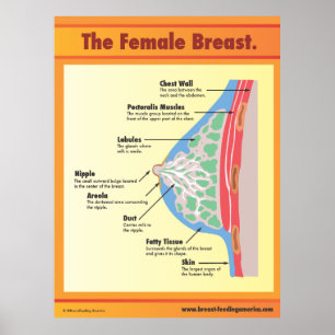 Het Vrouw Breast Poster
