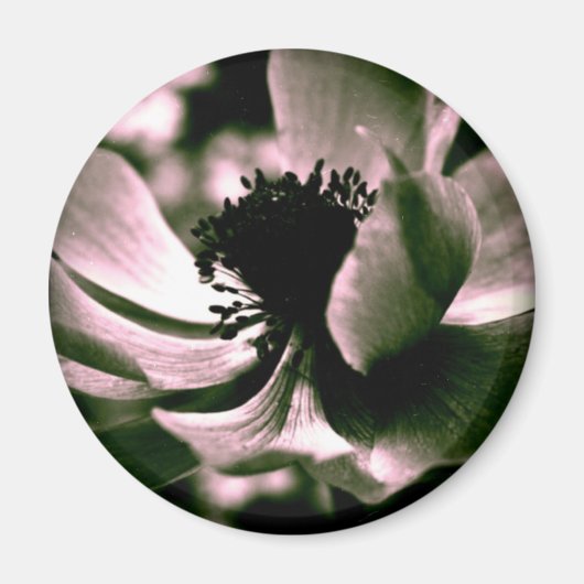 Het was een mooie dag.Anemone Magnet (Voorkant)