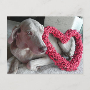 Het weimaraner-ik-hart-je-Briefkaart Briefkaart