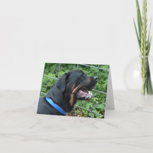 Het Wenskaart van "Apollo" van Rottweiler Kaart (Voorkant)