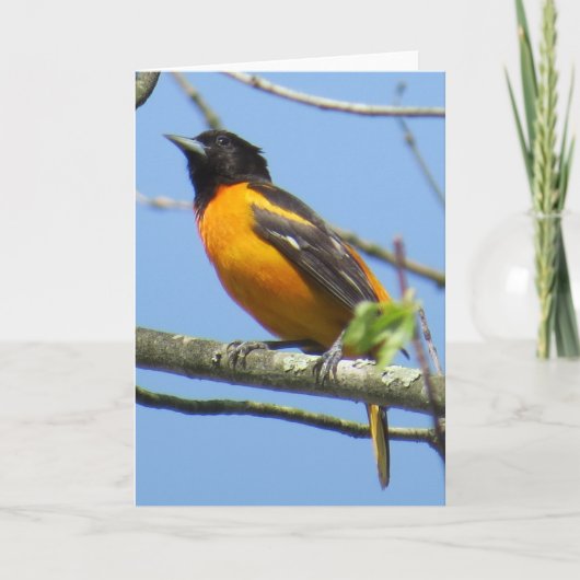 Het Wenskaart van Baltimore Oriole Kaart (Voorkant)