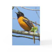 Het Wenskaart van Baltimore Oriole