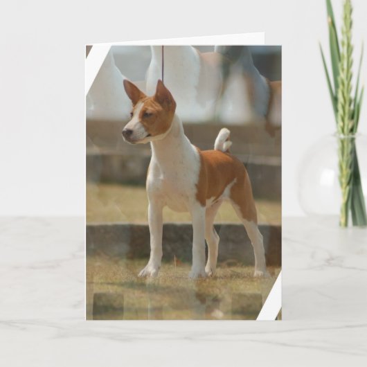 Het Wenskaart van Basenji Kaart (Voorkant)
