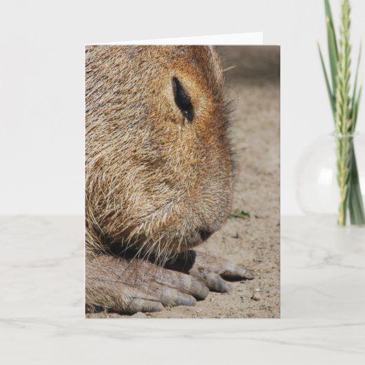 Het Wenskaart van Capybara Kaart (Voorkant)
