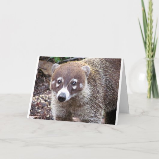 Het Wenskaart van Coati Kaart (Voorkant)