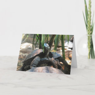 het wenskaart van de babyschildpad #2 (bericht kaart