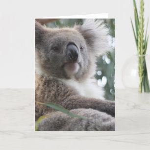 Het Wenskaart van de Feiten van de koala Kaart