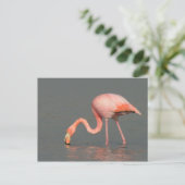 Het wenskaart van de flamingo briefkaart (Staand voorkant)