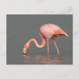 Het wenskaart van de flamingo briefkaart