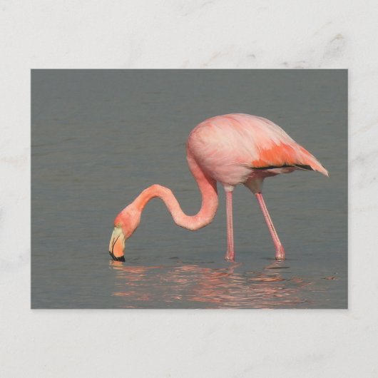 Het wenskaart van de flamingo briefkaart (Voorkant)