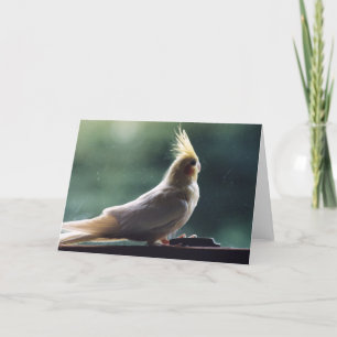 Het Wenskaart van de Fotografie van de Vogel Kaart