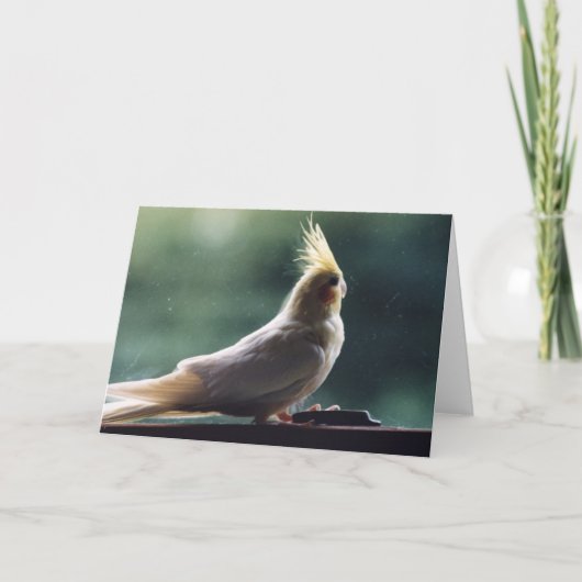 Het Wenskaart van de Fotografie van de Vogel Kaart (Voorkant)