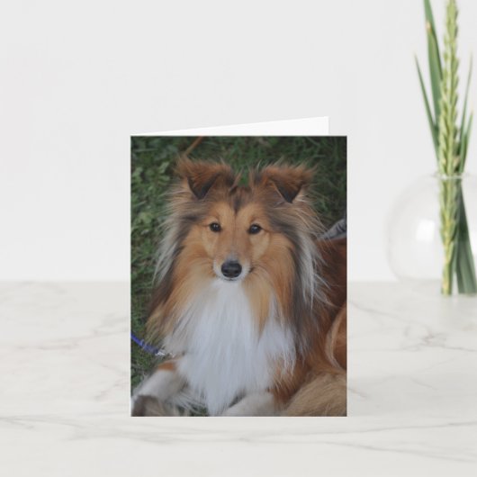 Het Wenskaart van de Herdershond van Sheltie Kaart (Voorkant)