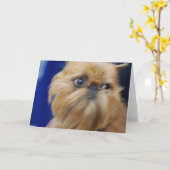 Het Wenskaart van de Hond van Brussel Griffon Kaart (Gele Bloem)