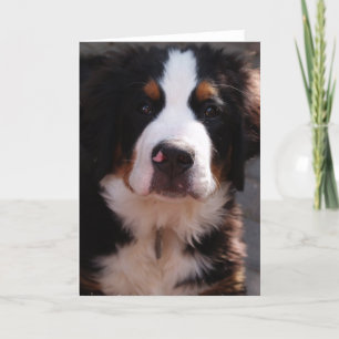 Het Wenskaart van de Hond van de Berg van Bernese Kaart