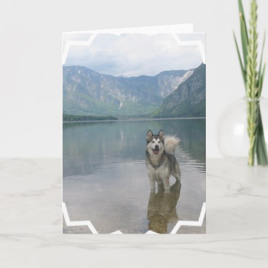 Het Wenskaart van de Hond van Malamute Kaart (Voorkant)