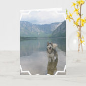 Het Wenskaart van de Hond van Malamute Kaart (Gele Bloem)