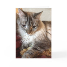 Het wenskaart van de kat