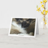Het Wenskaart van de Kat van Birman van Ragdoll of Kaart (Gele Bloem)