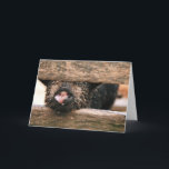 Het Wenskaart van de Neus van het biggetje - Kaart<br><div class="desc">Er zijn zodat kunnen vele gelegenheden u deze schattige biggetjeneus gebruiken helpen vieren of delen zodat beslisten wij deze één spatie voor u te verlaten om voor uw speciale gelegenheid te gebruiken. (Foto in Ecuador wordt genomen dat)</div>