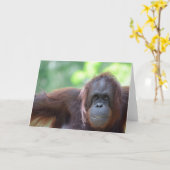 Het Wenskaart van de orangoetan Kaart (Gele Bloem)