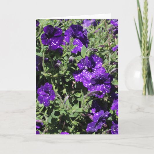 Het wenskaart van de Petunia van de Sterrennacht Kaart (Voorkant)