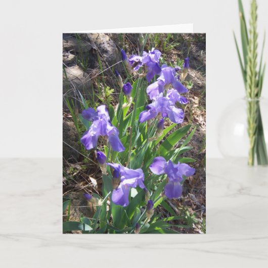 Het Wenskaart van de Tuin van Fower van de iris Kaart (Voorkant)