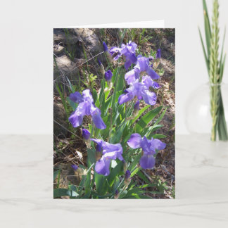 Het Wenskaart van de Tuin van Fower van de iris Kaart