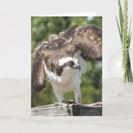 Het Wenskaart van de visarend Kaart (Voorkant)